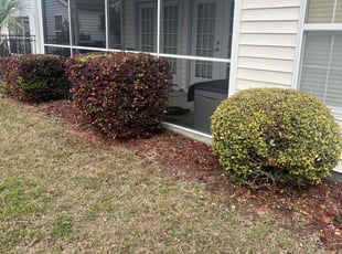 Bush Trimming by Marco Garcia for FRANK . in Myrtle Beach, SC