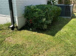Bush Trimming by Hector Milan for Wesley M. in Franklin, TN