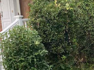Bush Trimming by David Wilson for Karen M. in Norfolk, VA