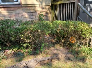 Bush Trimming by Jose Paz for Antonia L. in Hyattsville, MD