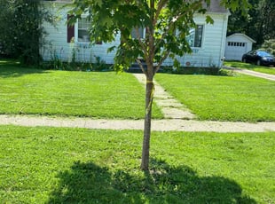 Colleen H.'s Grass Cutting service result