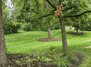 Stephanie B.'s Lawn Mowing service result