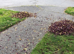 Cleanups by Jaelonie Ayres for Kristin f. in Seattle, WA