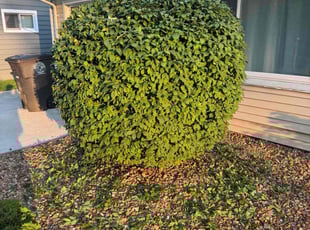 Adrianna D.'s Bush Trimming service result