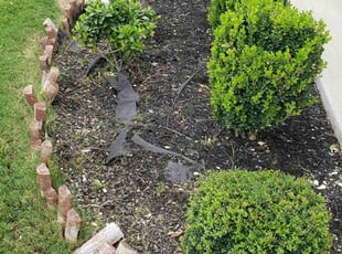 Weeding by Juliana Ledezma for Bobby D. in Hutto, TX