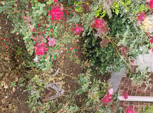 Weeding by Steven Solis for David L. in Cedar Park, TX