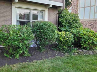 Bush Trimming by Richard Gorham for kelly L. in Carmel, IN