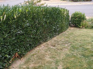 Bush Trimming by Dana Knickerbocker for Mae P. in Bellevue, WA