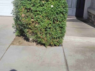 Savannah W.'s Bush Trimming service result