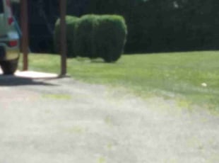 Bush Trimming by Terrance North for Alison R. in Cincinnati, OH