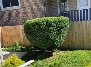Bush Trimming by Felix Alejos for Kristin M. in Elmwood Park, IL