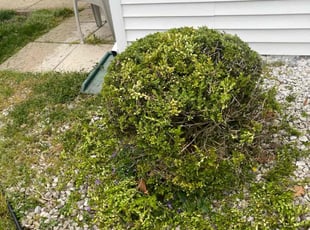 Bush Trimming by Terrence Hawkins for Andrea E. in Waldorf, MD