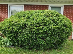 Bush Trimming by Lewis Riddle for Mark F. in Greenwood, IN