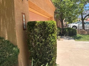 Tyrone L.'s Bush Trimming service result