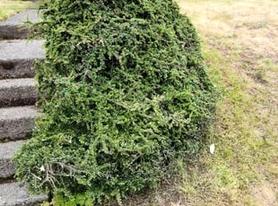 Bush Trimming by Nathaniel Robinson for Scott A. in Seattle, WA