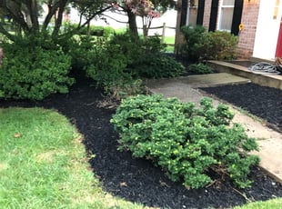 Mulching by Zachary Forrester for Dawn E. in North Potomac, MD