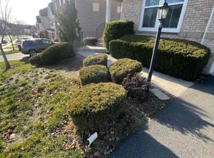 Bush Trimming by Eduardo Guzman for Bob M. in Ashburn, VA