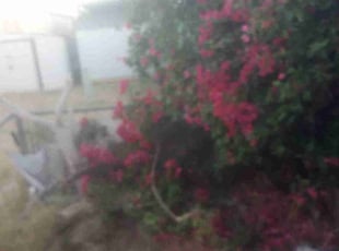 Bush Trimming by Edgardo Canseco for Lee W. in Glendale, AZ