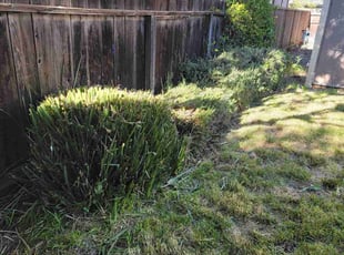 Bush Trimming by Eric Cruz for Collin C. in San Jose, CA