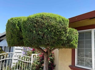 Bush Trimming by Jorge Rafael ChΓ‘vez for Renee T. in San Jose, CA