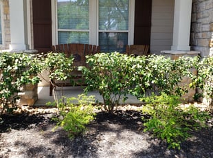 Bush Trimming by Salvador Rivera garcia for James H. in Spring, TX
