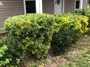 Bush Trimming by Wayne Banton for Yolanda O. in Kannapolis, NC