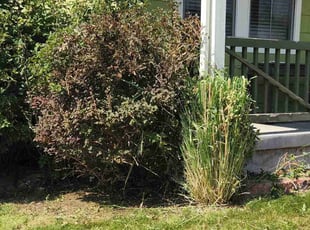 Bush Trimming by Adrian Diaz for Bianca G. in Thornton, CO