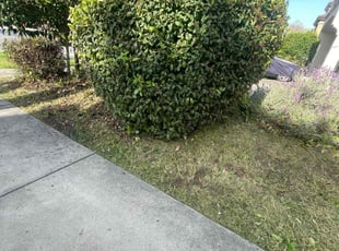 Bush Trimming by Luis Enrique Rafael Chavez for Isiah F. in San Jose, CA