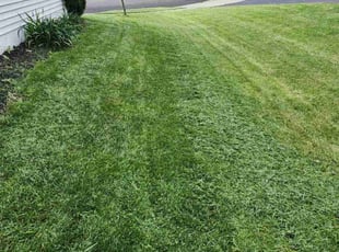 "Sam N.'s Grass Cutting service result