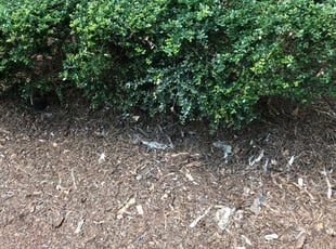 Bush Trimming by Jax Jones for Pete O. in Charlotte, NC