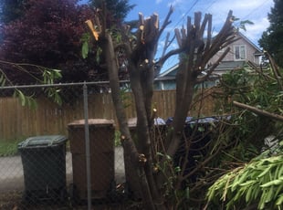 Bush Trimming by Stacie Jackson for Patricia N. in Tacoma, WA