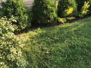 Weeding by Zac Elcess for Austin B. in Dayton, OH