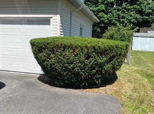 Jessica b.'s Bush Trimming service result