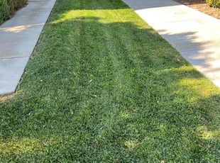 Bush Trimming by Juan Martinez for Hali W. in Lathrop, CA