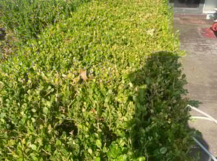 Bush Trimming by Aaron Palmer for Nancy B. in Tulsa, OK