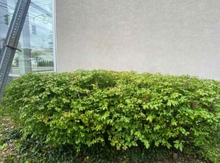 Bush Trimming by Mario Eberhardt for Jessica E. in Cincinnati, OH