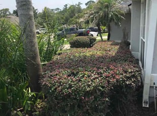 Bush Trimming by Charleyne Brown for Lauren C. in Jacksonville, FL