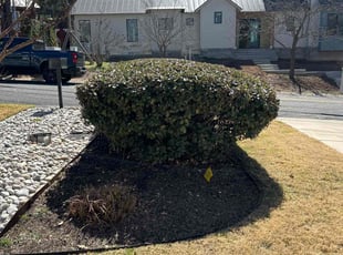 Bush Trimming by Raquel Gutierrez for Paige W. in Austin, TX
