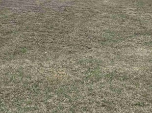 Scott B.'s Yard Cutting service result