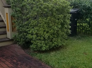 Bush Trimming by Rolando Callejas for Allison S. in Houston, TX