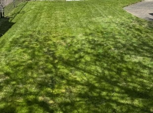 Alicia T.'s Lawn Maintenance service result