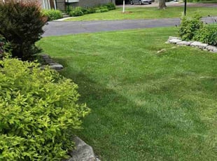Walterina B.'s Grass Cutting service result