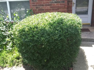 Bush Trimming by Marc Davis for Nellie M. in San Antonio, TX