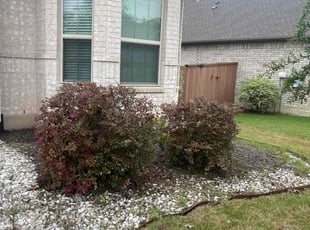 Bush Trimming by Alejandro Colchado for Stephen E. in Round Rock, TX