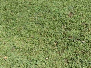 Judy M.'s Grass Cutting service result