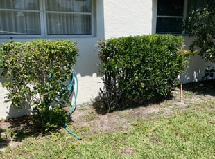 Bush Trimming by Charles Walton for Julia L. in Lake Worth, FL