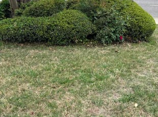 Bush Trimming by Maria Hernandez for Sondra M. in Plano, TX