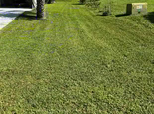 Kellie W.'s Lawn Maintenance service result