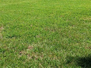 Camille C.'s Lawn Care service result