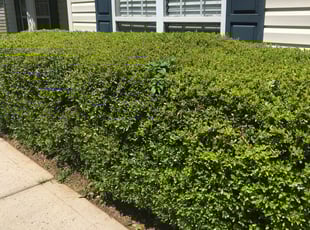 Bush Trimming by Nick Reaves for Shayla P. in Charlotte, NC